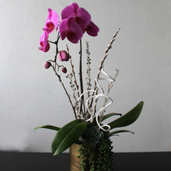 Mini Hot Pink Orchid