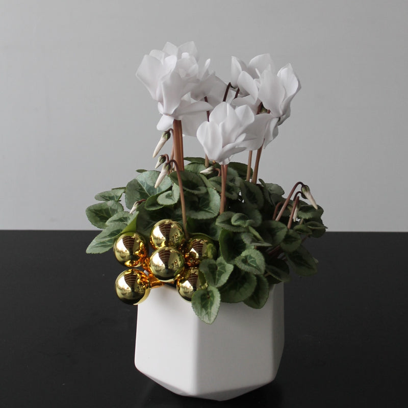 Gilded Cyclamen