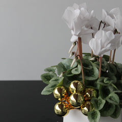 Gilded Cyclamen