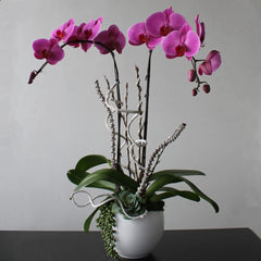 Double Stem Hot Pink Orchid