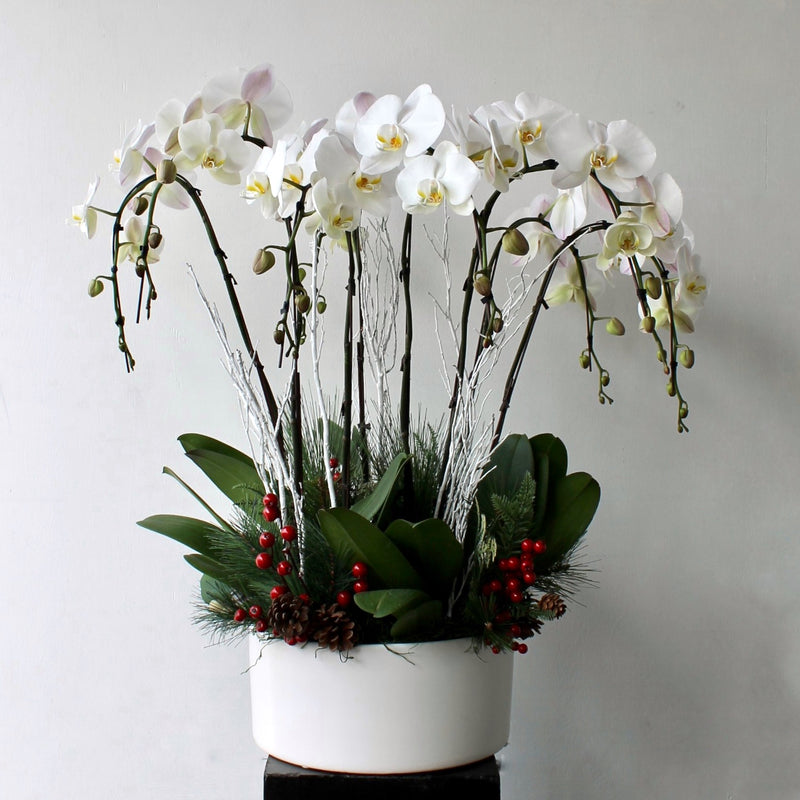 Holiday Lux Orchid Plant