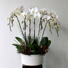 Holiday Lux Orchid Plant