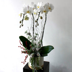The Classic Single Stem Orchid