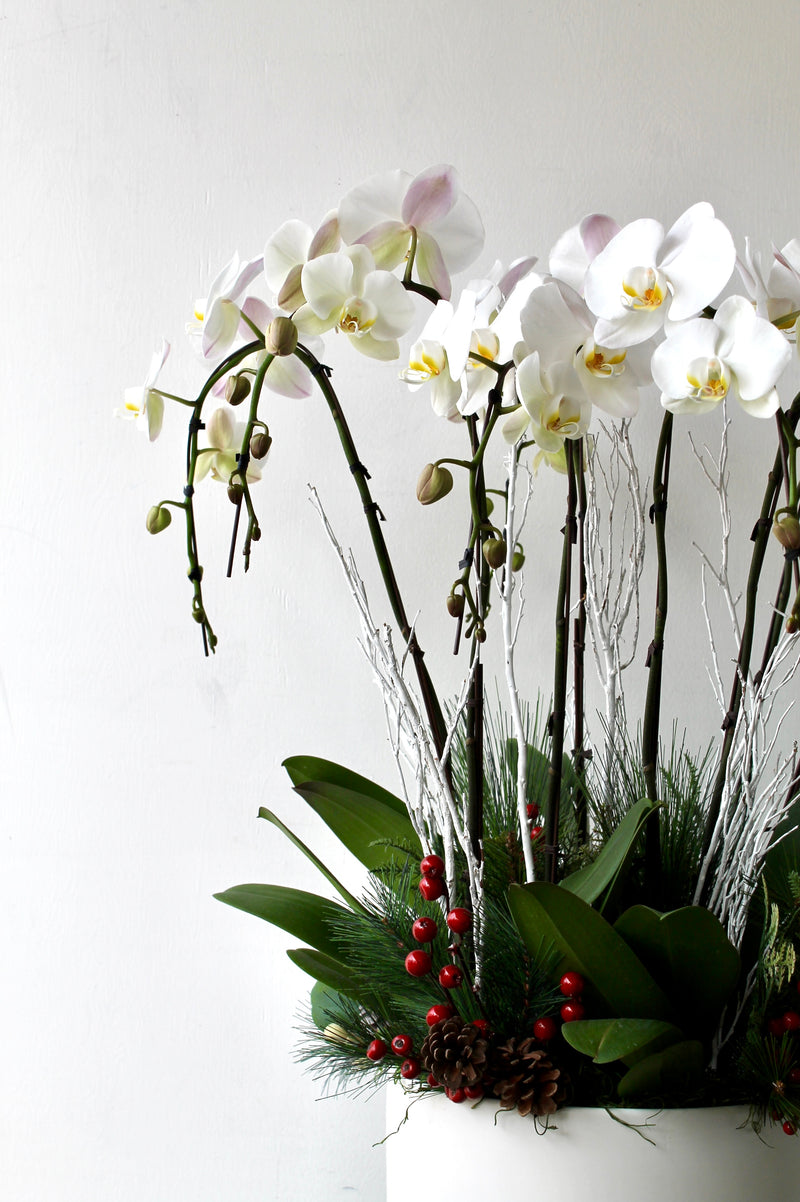 Holiday Lux Orchid Plant