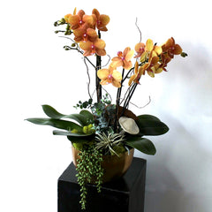 Autumn Glow Orchid Plant