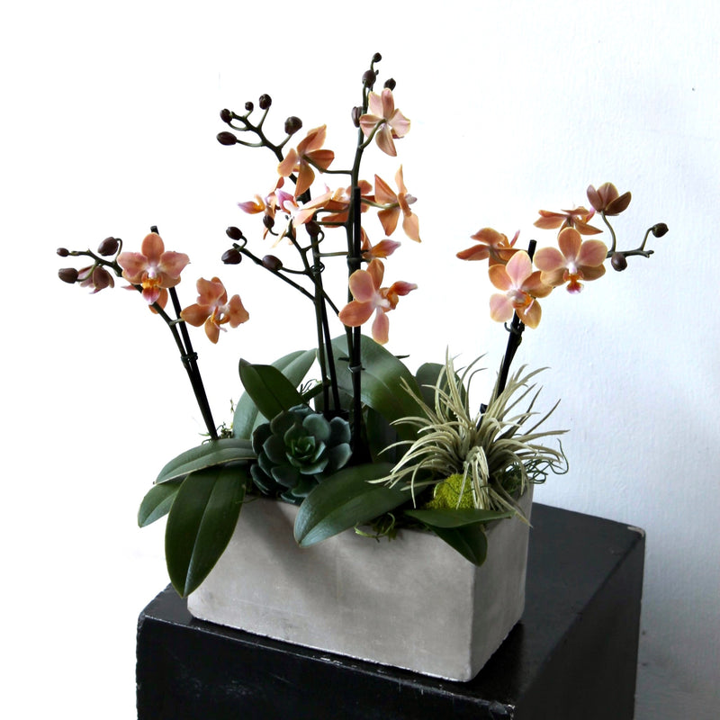 Mini Pumpkin Orchid Planter