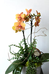 Glowing Orchid Plant