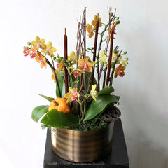 Harvest Sunset Mini Orchid Planter
