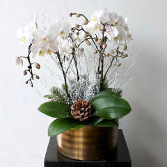 Winter Frost Orchid Planter
