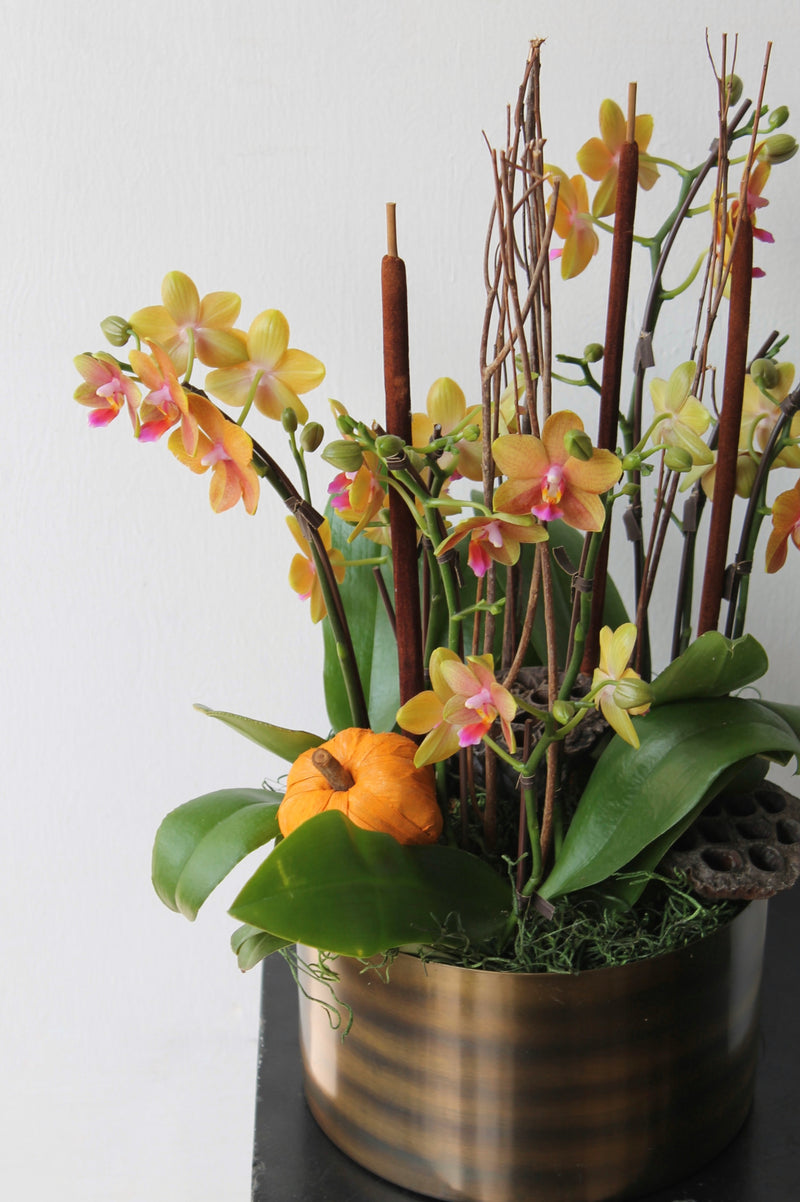 Harvest Sunset Mini Orchid Planter