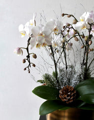 Winter Frost Orchid Planter