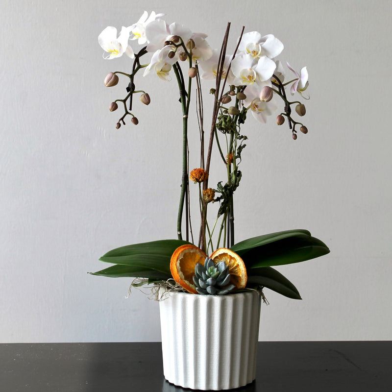 Mini Citrus Orchid Plant