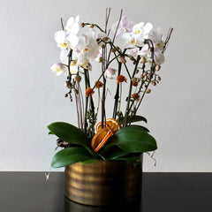 Fall Citrus Mini Orchid Planter