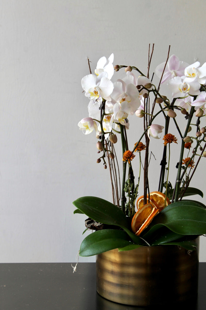 Fall Citrus Mini Orchid Planter