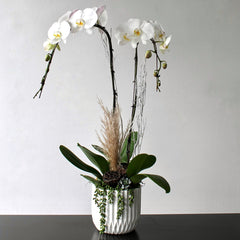The Whistler Mini Orchid Planter