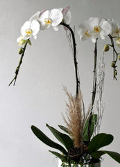 The Classic Double Stem Orchid