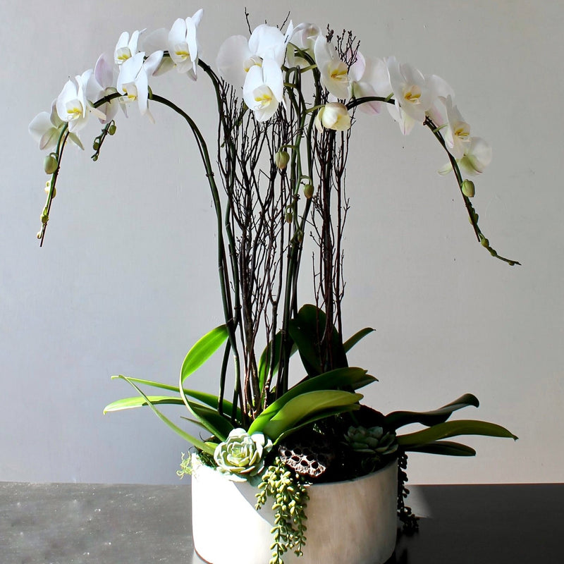 The Classic Lux Orchid Planter