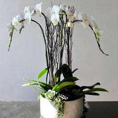 The Classic Single Stem Orchid