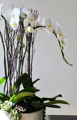 The Classic Lux Orchid Planter