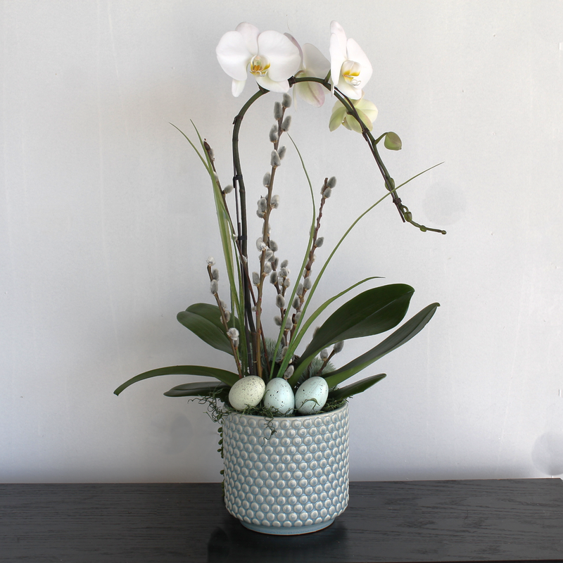 The Classic Eggs Orchid